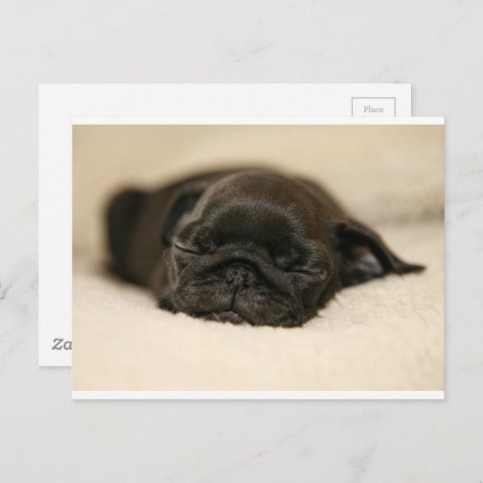 Schwarzer Mops Welpenschläfchen Postkarte (Vorne/Hinten)
