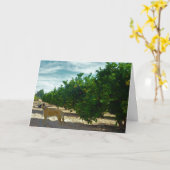 Schwarzer Mouth Cur Hund in Orange Grove Karte (Gelbe Blume)