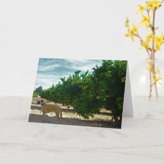 Schwarzer Mouth Cur Hund in Orange Grove Karte (Gelbe Blume)