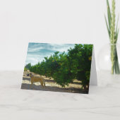 Schwarzer Mouth Cur Hund in Orange Grove Karte (Vorderseite)