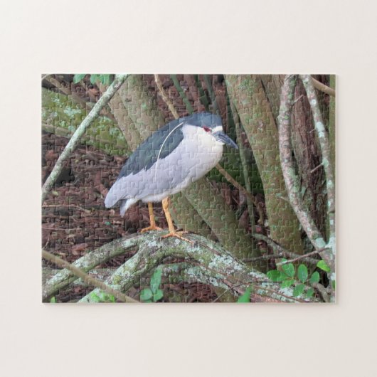 Schwarzer Nachtreiher - Bird - Puzzle (Horizontal)