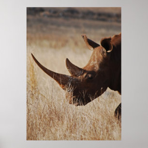 Schwarzer Nashorn mit großen Hörnern Poster