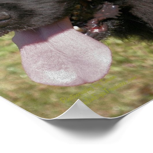 Schwarzer Neufundland-Hund Poster (Ecke)