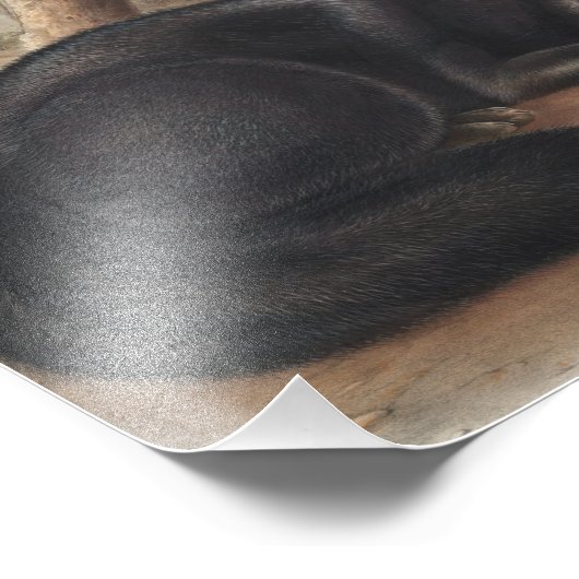 Schwarzer oder Silberfuchs (Vulpes fulvus) Fotodruck (Ecke)