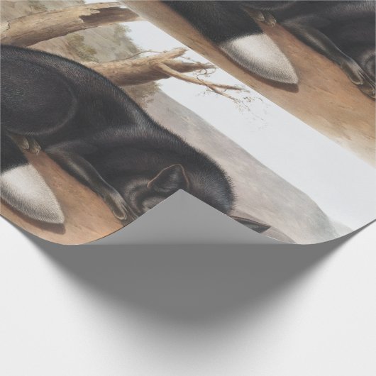 Schwarzer oder Silberfuchs (Vulpes fulvus) Geschenkpapier (Ecke)