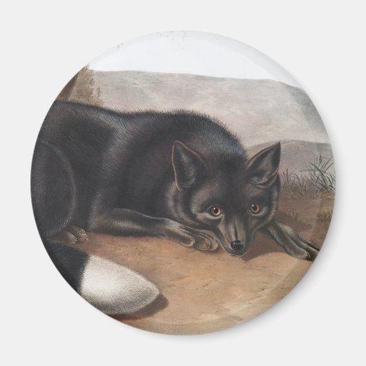 Schwarzer oder Silberfuchs (Vulpes fulvus) Magnet (Vorne)