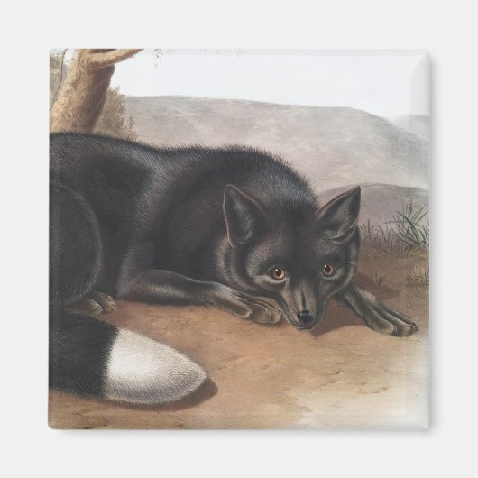 Schwarzer oder Silberfuchs (Vulpes fulvus) Magnet (Vorne)