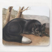 Schwarzer oder Silberfuchs (Vulpes fulvus) Mousepad (Vorne)