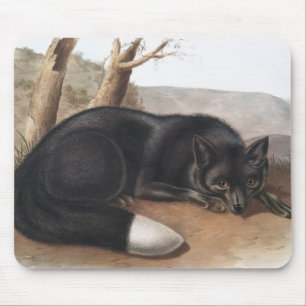 Schwarzer oder Silberfuchs (Vulpes fulvus) Mousepad