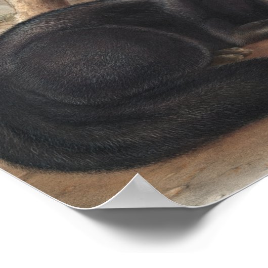 Schwarzer oder Silberfuchs (Vulpes fulvus) Poster (Ecke)