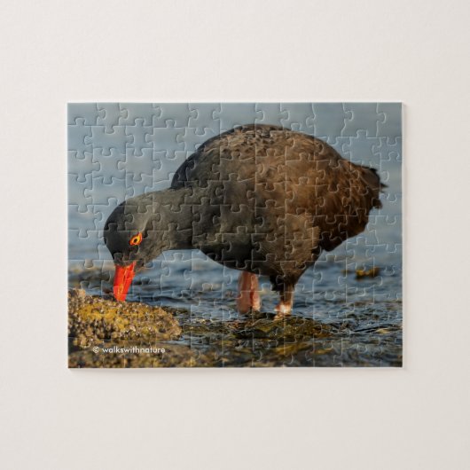 Schwarzer Oystercatcher am Arbeitsplatz Puzzle (Horizontal)