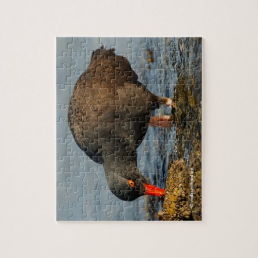 Schwarzer Oystercatcher am Arbeitsplatz Puzzle (Vertikal)