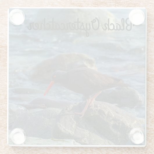 Schwarzer Oystercatcher Glasuntersetzer (Rückseite)