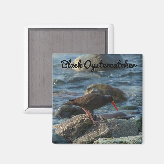 Schwarzer Oystercatcher Magnet (Vorderseite/Rückseite)