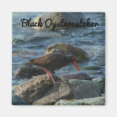 Schwarzer Oystercatcher Magnet (Vorne)