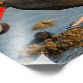 Schwarzer Oystercatcher mit Clam Fotodruck (Ecke)