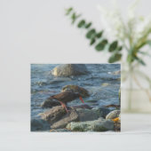 Schwarzer Oystercatcher Postkarte (Stehend Vorderseite)