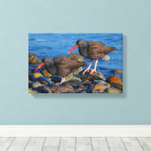 Schwarzer Oystercatcher-See, Schwarzer Austernfäng Leinwanddruck (Insitu (Holzboden))