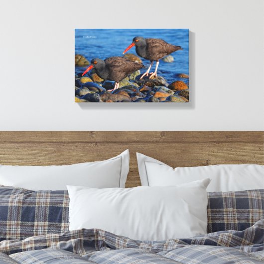 Schwarzer Oystercatcher-See, Schwarzer Austernfäng Leinwanddruck (Insitu (Schlafzimmer))