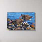 Schwarzer Oystercatcher-See, Schwarzer Austernfäng Leinwanddruck (Vorderseite)