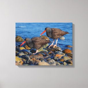 Schwarzer Oystercatcher-See, Schwarzer Austernfäng Leinwanddruck