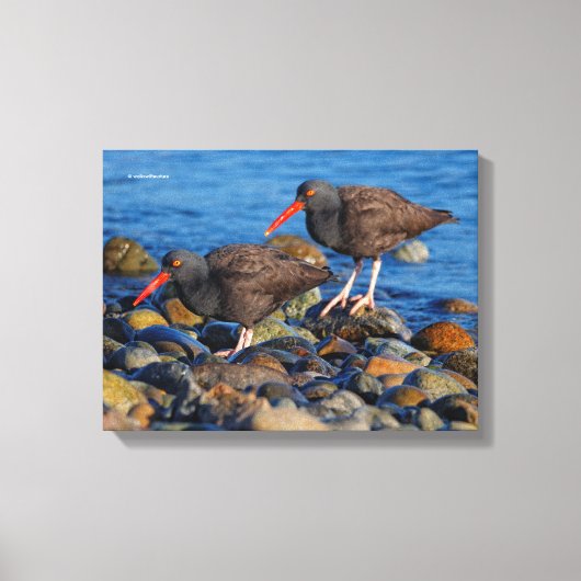Schwarzer Oystercatcher-See, Schwarzer Austernfäng Leinwanddruck (Vorderseite)