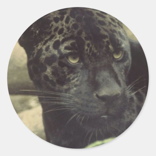 Schwarzer Panther-Aufkleber Runder Aufkleber (Vorderseite)