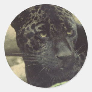 Schwarzer Panther-Aufkleber Runder Aufkleber
