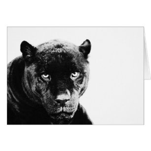 Schwarzer Panther Jaguar