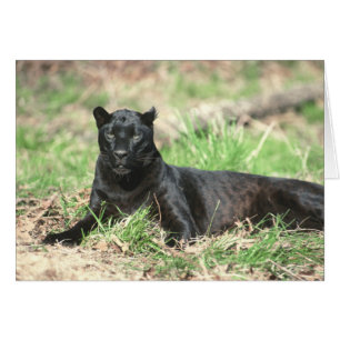 Schwarzer Panther-Karte