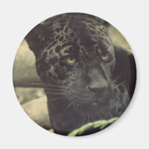 Schwarzer Panther-Magnet Magnet