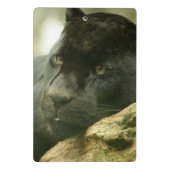 Schwarzer Panther Mini Klemmbrett (Rückseite)