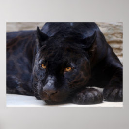 Schwarzer Panther Poster
