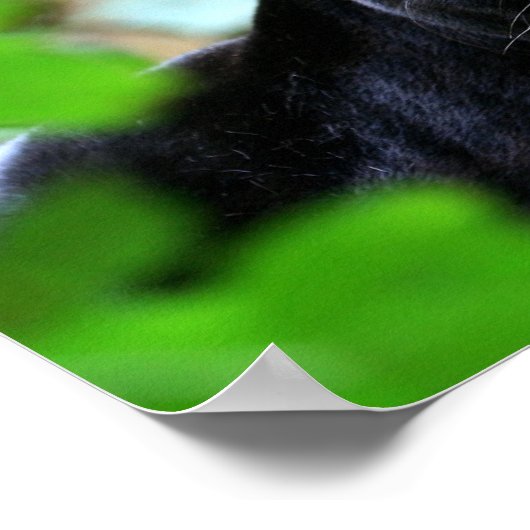 Schwarzer Panther Poster (Ecke)