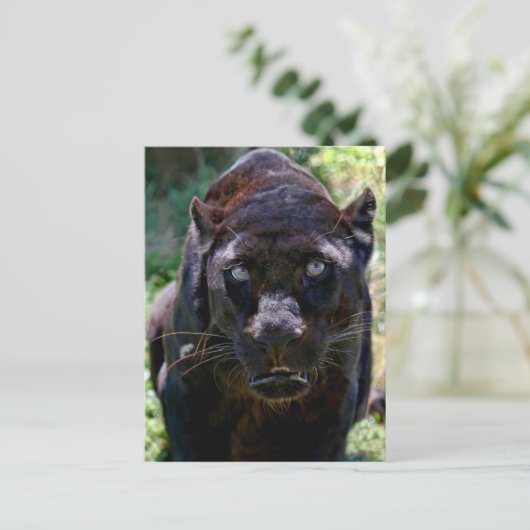 Schwarzer Panther Postkarte (Stehend Vorderseite)