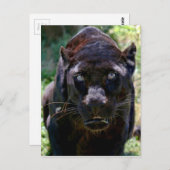 Schwarzer Panther Postkarte (Vorne/Hinten)