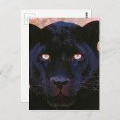 Schwarzer Panther Postkarte (Vorne/Hinten)