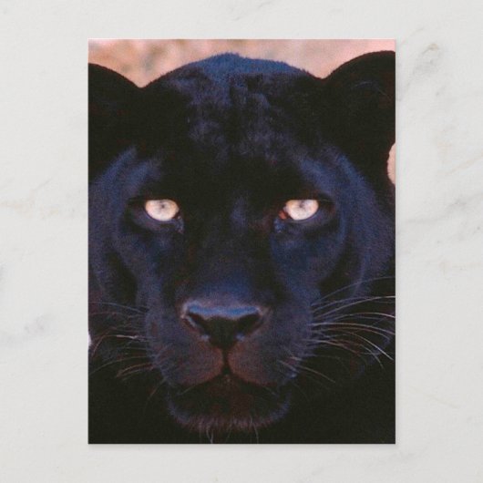 Schwarzer Panther Postkarte (Vorderseite)