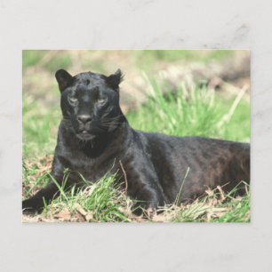 Schwarzer Panther Postkarte