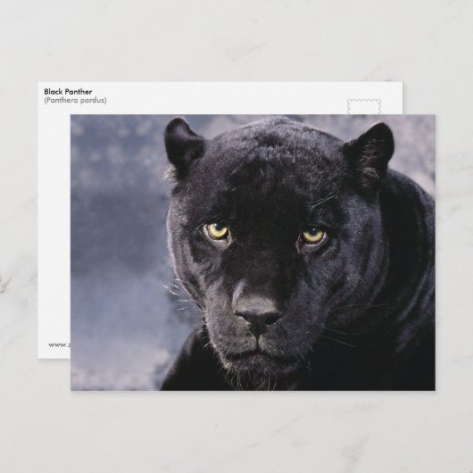 Schwarzer Panther Postkarte (Vorne/Hinten)