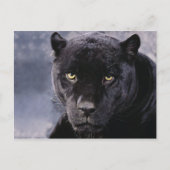 Schwarzer Panther Postkarte (Vorderseite)