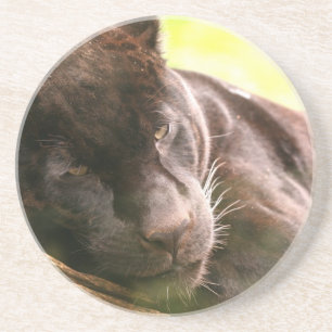 Schwarzer Panther-schlafender Untersetzer