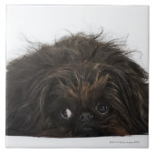 Schwarzer Pekingese Hund, der sich hinlegt Fliese (Vorderseite)