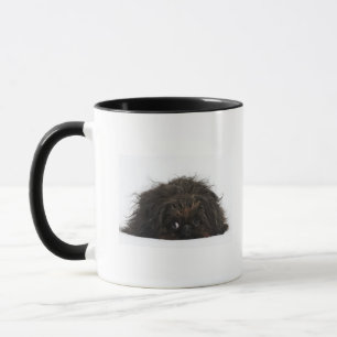 Schwarzer Pekingese Hund, der sich hinlegt Tasse