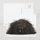 Schwarzer Pekingischer Hund liegt Postkarte (Vorne/Hinten)