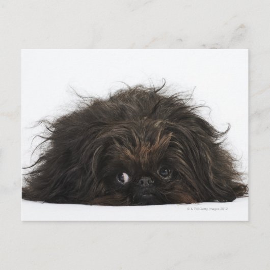 Schwarzer Pekingischer Hund liegt Postkarte (Vorderseite)