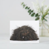 Schwarzer Pekingischer Hund liegt Postkarte (Stehend Vorderseite)