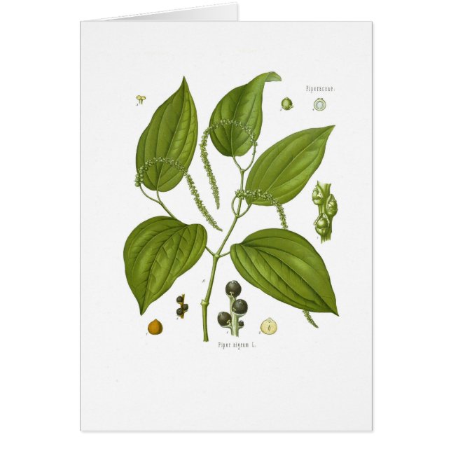 Schwarzer Pfeffer (Vorne)