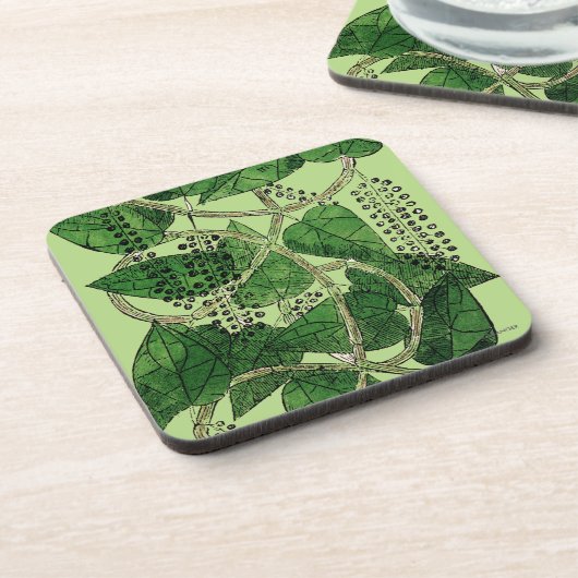 Schwarzer Pfeffer-Pflanze, 1578 Getränkeuntersetzer (Linke Seite)