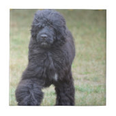 Schwarzer portugiesischer Wasser-Hund Fliese (Vorderseite)